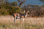 Porträt einer Grant-Gazelle, Gazella granti, die in die Kamera schaut. Samburu-Wildreservat, Kenia.
