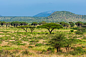 A landscape of hills, mountains, and Acacia trees. Samburu Game Reserve, Kenya.