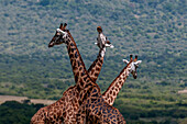 Three Masai giraffes, Giraffa camelopardalis, looking every which way. Masai Mara National Reserve, Kenya.