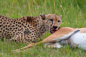 A cheetah, Acinonyx jubatus, feeding on an impala, Aepyceros melampus. Masai Mara National Reserve, Kenya.