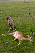 A cheetah and an impala kill. A black-backed jackal waits to steal a piece. Masai Mara National Reserve, Kenya.