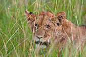 Ein aufmerksamer junger Löwe, Panthera leo, versteckt sich im hohen Gras. Masai Mara-Nationalreservat, Kenia.