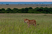 Portrait of a lioness, Panthera leo, walking through a grassland. Masai Mara National Reserve, Kenya.