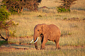 Ein afrikanischer Elefant, Loxodonta africana, bei einem Spaziergang durch die Savanne. Masai Mara Nationalreservat, Kenia.