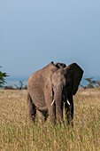 Ein afrikanischer Elefant, Loxodonta africana, bei einem Spaziergang durch eine Savanne. Masai Mara Nationalreservat, Kenia.
