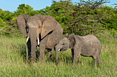 Ein junger afrikanischer Elefant, Loxodonta africana, in der Nähe seiner Mutter. Masai Mara Nationalreservat, Kenia.