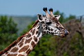 Close up portrait of a Masai giraffe, Giraffa camelopardalis. Masai Mara National Reserve, Kenya.