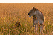 Porträt einer Löwin, Panthera leo, im hohen Gras mit ihrem Jungen. Masai Mara-Nationalreservat, Kenia.