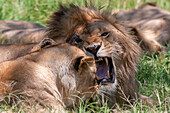 A lion, Panthera leo, named Scarface, resting with a lioness. Masai Mara National Reserve, Kenya.