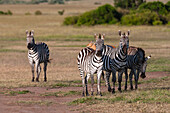Eine Herde Steppenzebras oder Gewöhnliche Zebras, Equus quagga. Masai Mara Nationalreservat, Kenia.