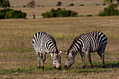 Two common or plains zebras, Equus quagga, grazing. Masai Mara National Reserve, Kenya.