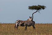 Ein Zebrafohlen (Equus quagga), das von seiner Mutter gesäugt wird. Masai Mara-Nationalreservat, Kenia.