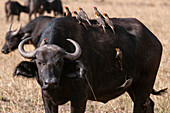 Yellow-billed oxpeckers, Buphagus africanus, on the back, head and side of an African buffalo, Syncerus caffer. Masai Mara National Reserve, Kenya.