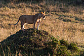 A lioness, Panthera leo, on top of a termite mound. Masai Mara National Reserve, Kenya.