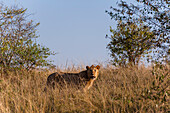 Ein subadulter männlicher Löwe, Panthera leo, im hohen Gras. Masai Mara Nationalreservat, Kenia.