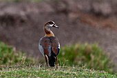 Portrait of an Egyptian goose, Alopochen aegyptiacus. Masai Mara National Reserve, Kenya.