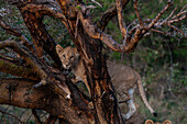 A lion cub, Panthera leo, climbing in an acacia tree. Masai Mara National Reserve, Kenya.