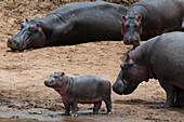 Hippopotamuses, Hippopotamus amphibius, and a baby on the edge of a water pool. Masai Mara National Reserve, Kenya.