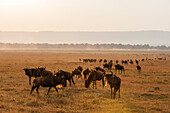 Wandernde Gnus, Connochaetes taurinus, in der Masai-Savanne. Masai Mara Nationalreservat, Kenia.