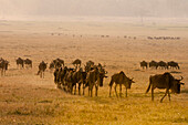 Wandernde Gnus, Connochaetes taurinus, folgen einander durch eine Savanne. Masai Mara Nationalreservat, Kenia.