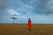 A Masai man walking in the savanna as a rainstorm approaches. Masai Mara National Reserve, Kenya.