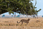 Porträt eines Geparden, Acinonyx jubatus, unter einem Baum in der Savanne. Masai Mara-Nationalreservat, Kenia.