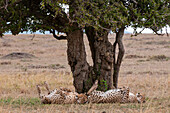 Zwei Geparden, Acinonyx jubatus, ruhen sich auf dem Rücken unter einem Baum aus. Masai Mara Nationalreservat, Kenia.