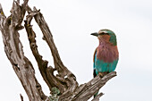 A lilac-breasted roller, Coracias caudata, perched in a dead tree. Masai Mara National Reserve, Kenya.