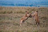Two lioness, Panthera leo, sparring. Masai Mara National Reserve, Kenya.