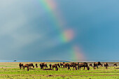 Eine Herde Gnus, Connochaetes taurinus, grast unter einem stürmischen Himmel mit einem Regenbogen. Masai Mara Nationalreservat, Kenia.