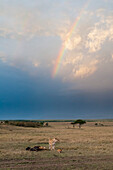 A lioness, Panthera leo, teaching her three-month-old cubs to eat from a wildebeest kill, under a stormy sky with a rainbow. Masai Mara National Reserve, Kenya.