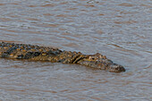 A Nile crocodile, Crocodilus niloticus, in the Mara River. Mara River, Masai Mara National Reserve, Kenya.