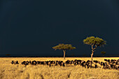 Eine Herde von Gnus, Connochaetes taurinus, weidet unter einem stürmischen Himmel. Masai Mara Nationalreservat, Kenia.