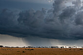 A rainstorm on the Masai Mara plains. Masai Mara National Reserve, Kenya.