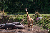 A hippopotamus, Hippopotamus amphibius, warning a Masai giraffe, Giraffa camelopardalis. Mara River, Masai Mara National Reserve, Kenya.