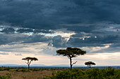 Ein Regenschauer nähert sich der Masai Mara-Ebene. Masai Mara Nationales Reservat, Kenia.