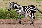 A plains zebra, Equus quagga, with her colt. Masai Mara National Reserve, Kenya.