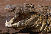 Nahaufnahme eines Nilkrokodils, Crocodilus niloticus, mit geöffnetem Maul, damit es sich abkühlen kann. Mara-Fluss, Masai Mara-Nationalreservat, Kenia.
