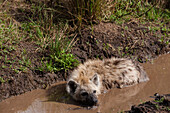A spotted hyena, Crocuta crocuta, cooling off in a puddle. Masai Mara National Reserve, Kenya.