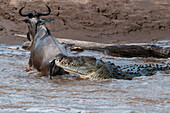 Ein Nilkrokodil, Crocodilus niloticus, greift ein Gnu, Connochaetes taurinus, an, das den Mara-Fluss überquert. Mara-Fluss, Masai Mara National Reserve, Kenia.