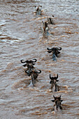Wandernde Gnus, Connochaetes taurinus, und Steppenzebras, Equus quagga, beim Überqueren des Mara-Flusses. Mara-Fluss, Masai Mara Nationalreservat, Kenia.