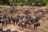 Wandernde Gnus, Connochaetes taurinus, nähern sich dem Mara-Fluss. Mara-Fluss, Masai Mara Nationalreservat, Kenia.