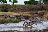 Steppenzebras, Equus quagga, trinken und ruhen sich an einer Wasserstelle aus. Mara-Fluss, Masai Mara-Nationalreservat, Kenia.