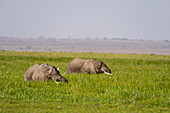 Zwei afrikanische Elefanten, Loxodonta africana, im grünen hohen Gras. Amboseli-Nationalpark, Kenia, Afrika.