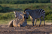 Gewöhnliche Zebras, Equus quagga, im Amboseli-Nationalpark. Amboseli-Nationalpark, Kenia, Afrika.