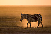 Ein Gewöhnliches Zebra, Equus quagga, läuft bei Sonnenuntergang im Amboseli-Nationalpark. Amboseli-Nationalpark, Kenia, Afrika.