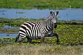 Ein gewöhnliches Zebra, Equus quagga, geht im Wasser spazieren. Amboseli-Nationalpark, Kenia, Afrika.