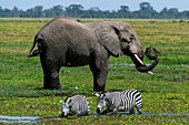 Ein afrikanischer Elefant, Loxodonta africana, und Zebras, Equus quagga, beim Trinken an einer Wasserstelle. Amboseli-Nationalpark, Kenia, Afrika.