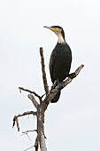 A Great cormorant, Phalocrocorax carbo, perching on a tree branch. Kenya, Africa.