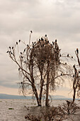 Flock of great cormorant, Phalocrocorax carbo, perching on a dead tree. Kenya, Africa.